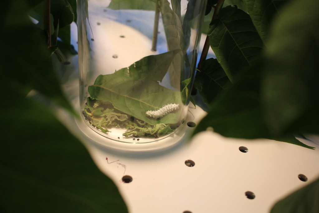 Le shed,art contemporain, Rouen